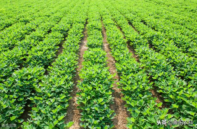 这个除草剂可防治30多种杂草，对芦苇、白茅等10多种恶性杂草特效2