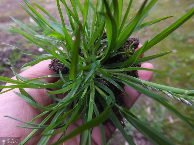 芦苇、茅草、野竹子、牛筋草都难以防除，那个除草剂有效？3