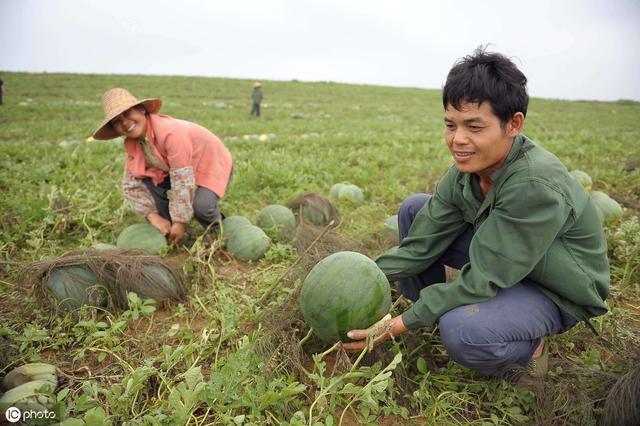 西瓜的种植与管理