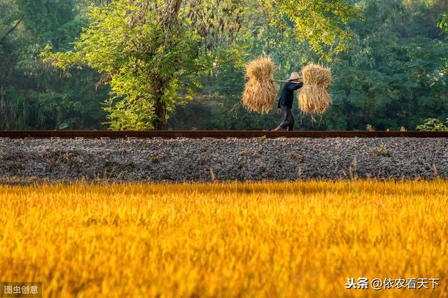 作物缺锌危害大，提品增产需要它，锌肥怎么用、用多少深入了解下7