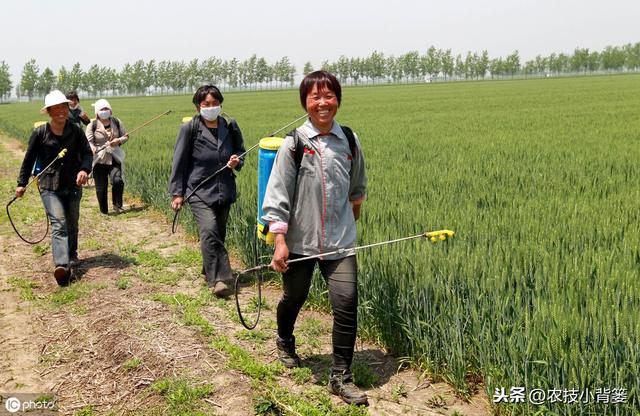 虫体小、难发现、易减产！小麦吸浆虫防治一定要抓住这两关键期！11