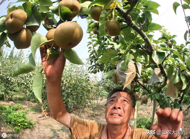 苹果、梨在套袋前，药剂总共喷几遍？一定要记好了！