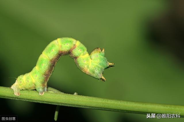 这个超高效杀虫剂7分钟击倒害虫，很快将跌至白菜价，农民有福啦3