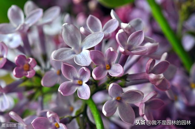 暴马丁香 暴马丁香（暴马丁香桑黄） 生活