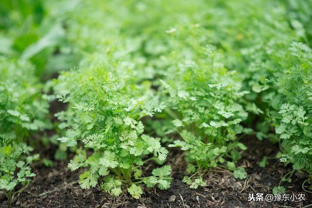 香菜出现黄叶，怎么样才能够科学的防治呢？科学种植和管理是关键4