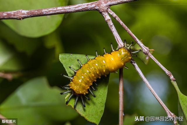 杀螟松可防治哪些害虫？1