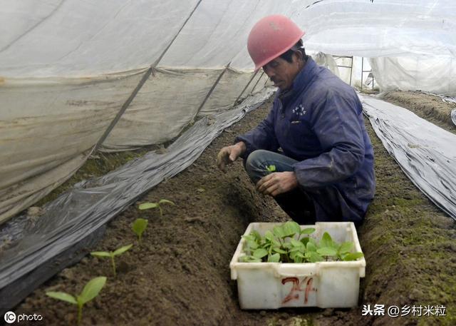 温暖高湿“丝瓜褐斑病”易发生，巧用科学防治技巧，避免减产损失7