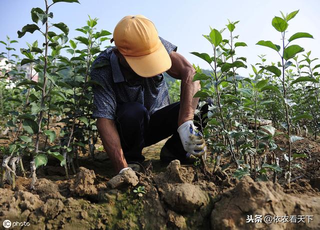 苹果的这类花脸是病毒病，危害大难防治，果农需警惕要以预防为主3