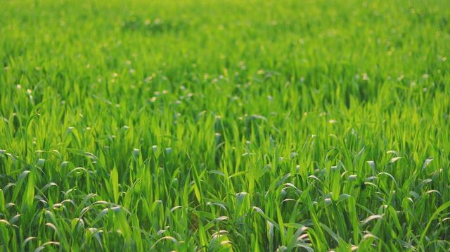 水稻特效杀虫剂常有哪几种？哪些是你不知道的，增产增收好帮手