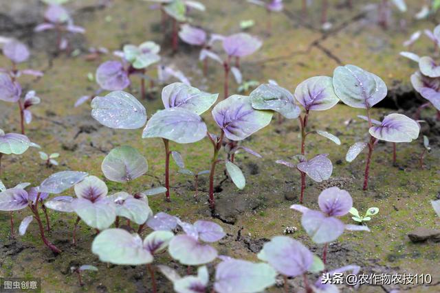 苋菜种植要想产量高，你就得这么干？（内附高产栽培技术要点）3