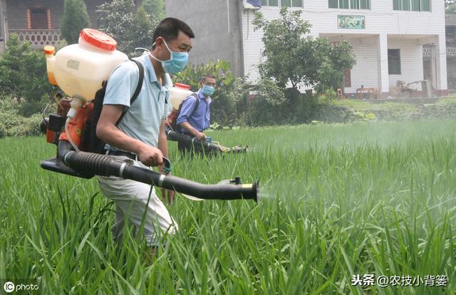 蓟马防治不当会降低作物的产量品质！学会这些蓟马防治不犯愁6