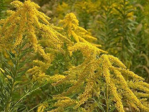 地被植物