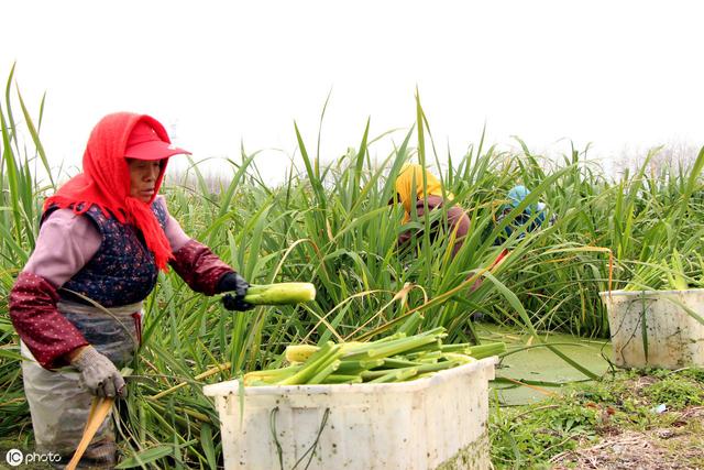 这种长在水里的蔬菜，营养高又好吃，你知道是什么菜吗？3