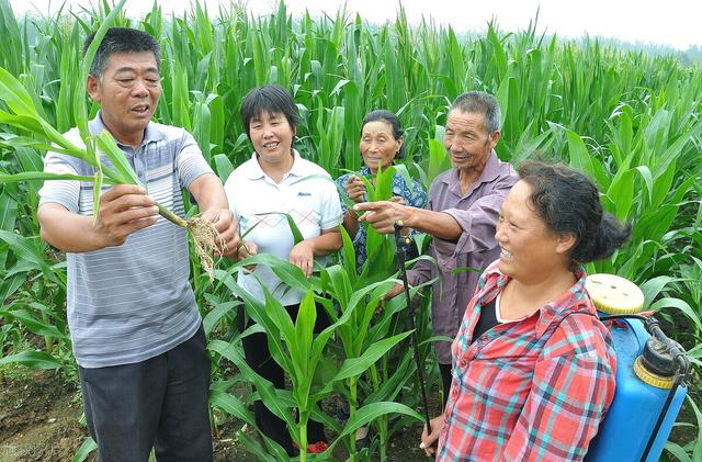 如何防杀害虫大黑鳃金龟甲？试试这三种防治方法，效果明显