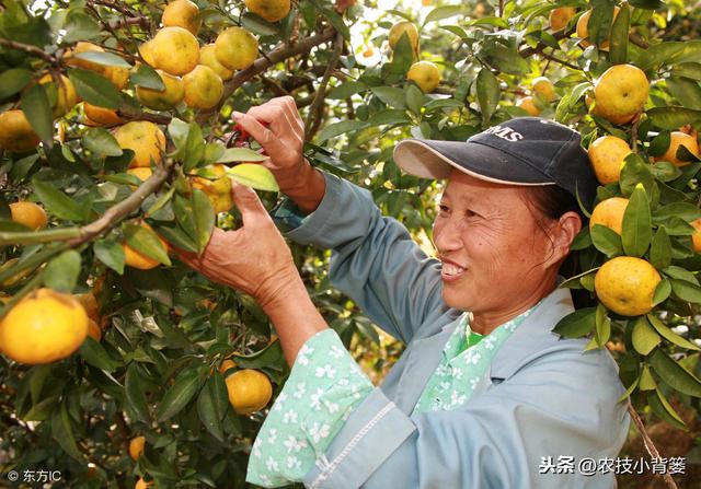 柑橘红蜘蛛危害重、防治难，用好这些方法，春季防治最关键！11