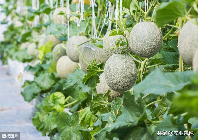 「农业杂说」甜瓜种植、药害的发生原因及防治措施，种植户多看看5