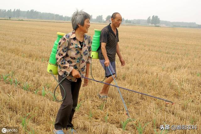 这个药专治玉米田香附子、牛筋草、芦苇等多种恶性杂草，连封带杀4