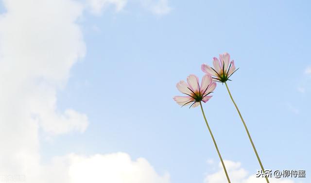 格桑花