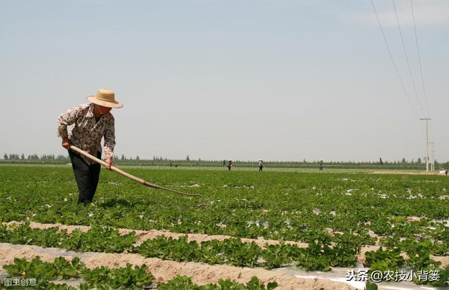 草甘膦与草铵膦同属广谱、高效、灭生类除草剂，差别竟然这么大3