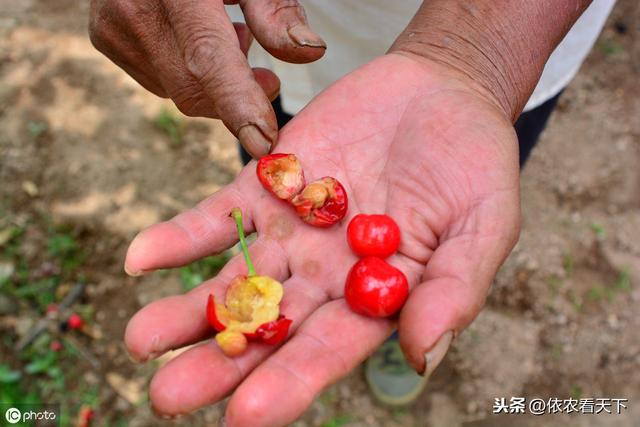 这只小虫可能毁掉整个樱桃园，提前看看预防措施，做好防治准备3