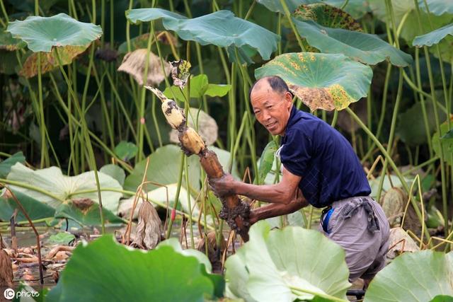 莲藕种植时间及方法 莲藕种植时间及方法（藕怎么种什么时候种） 生活