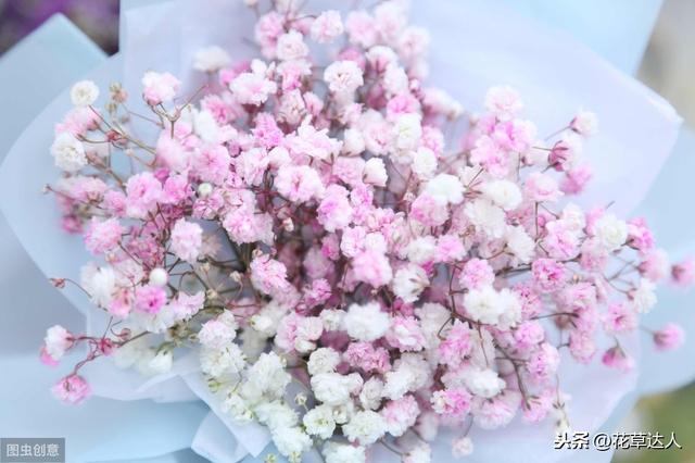 满天星代表什么意思