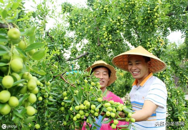 冬枣从发芽到坐果正常打几次药？都用哪些成份杀菌剂好？1