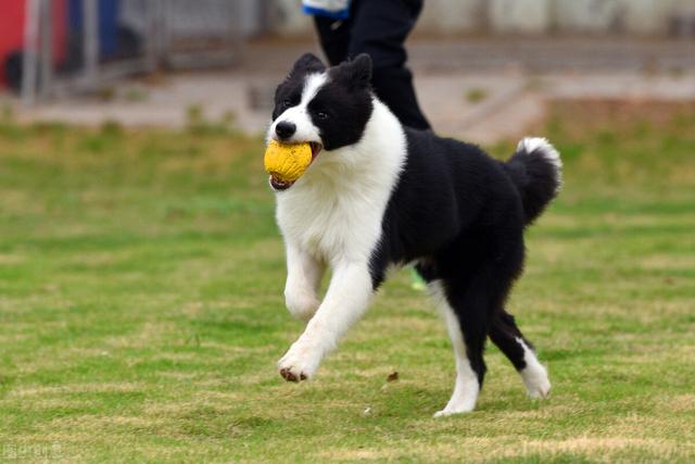 边境牧羊犬训练教程