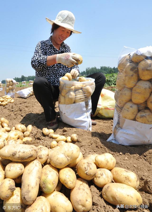 马铃薯出苗慢、出苗不齐、苗势弱，什么原因？如何防治？6