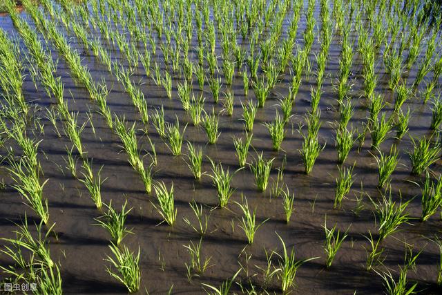掌握水稻苗期常见的病害及防治方法，培育壮苗很简单3