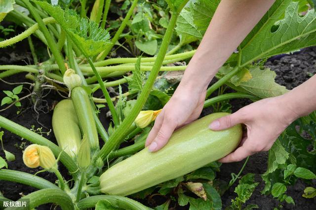 菌毒清——蔬菜常用杀菌剂，特效防治番茄、辣椒病毒病和疫病3