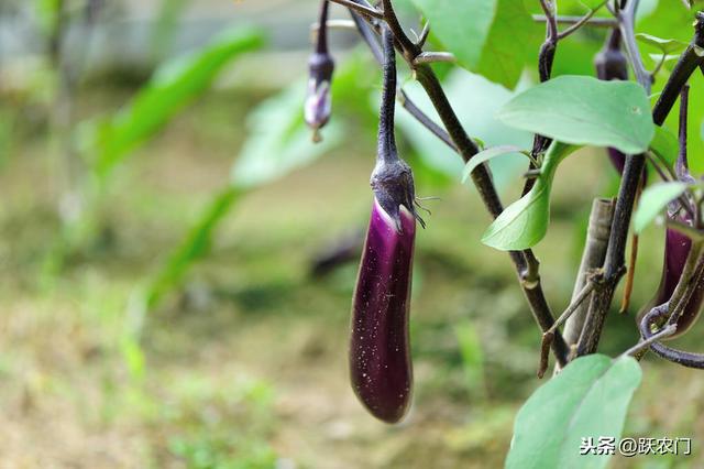 怎样种植茄子的种植的过程当中需要注意什么？才能提高成活率7