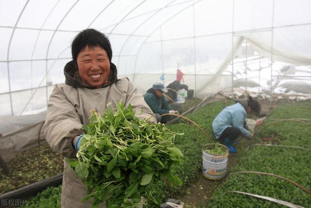 寒潮来临降温10℃，植物如何防冻？有一种激活剂，让植物不怕冻