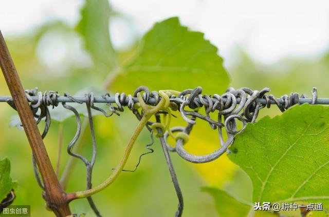 种植番茄害虫多，产量低，那是因为你没有做好这5种预防5