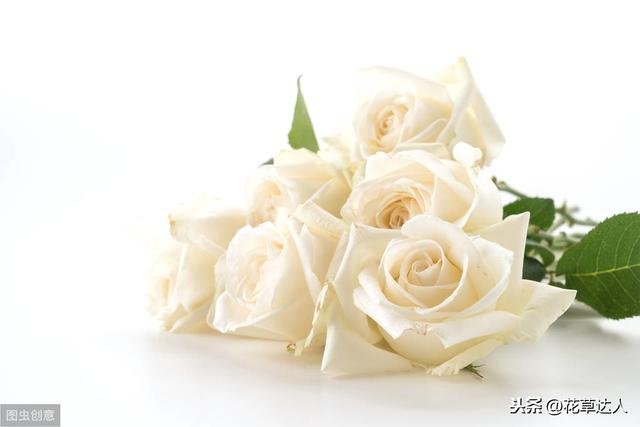 白色玫瑰花语 白色玫瑰花语（白色玫瑰花语是什么） 生活