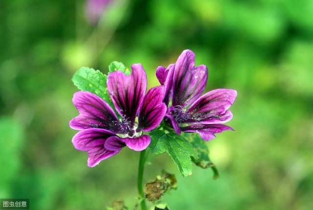 花葵 花葵「花葵花」 生活