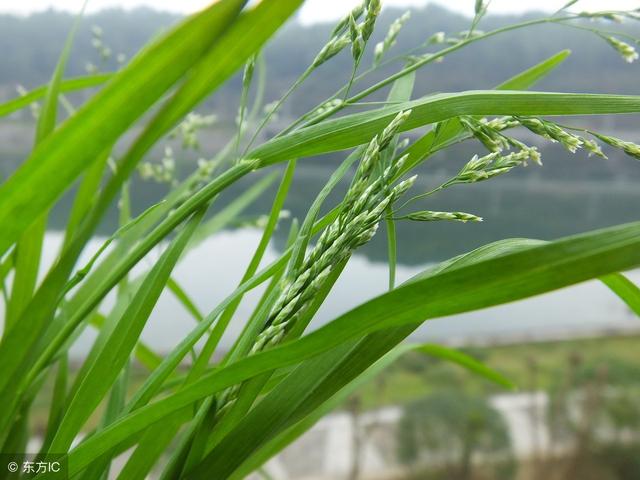 芦苇、茅草、野竹子、牛筋草都难以防除，那个除草剂有效？2