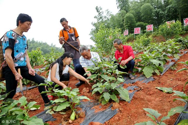 种植茄子落花落果怎么办？注意6点，开春产量杠杠的！6