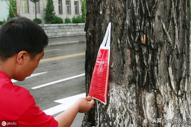 这个新药专治桃树、杏树、樱桃等流胶病，一年用三次，干净彻底4