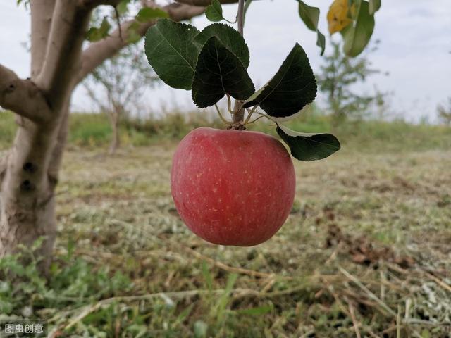 春季低温潮湿，如何防治苹果花腐病？针对发病原因，做好4个措施