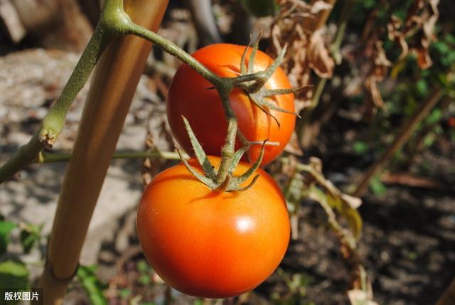 日光温室番茄改良茬口——冬春茬稳产高效栽培技术，种植户可借鉴