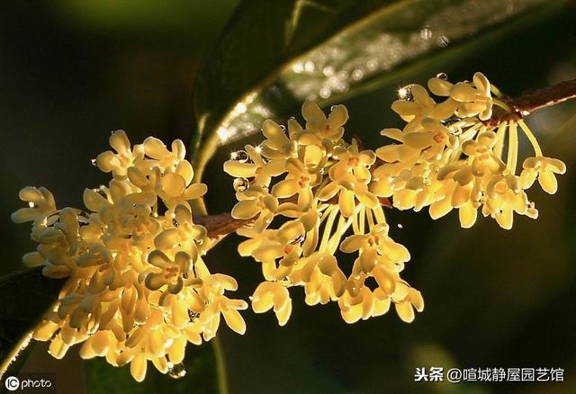 北方桂花树种植技术 北方桂花树种植技术（桂花树北方可以露天种植吗） 生活