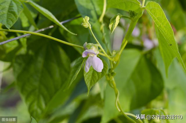 各种蔬菜，化学除草安全，实用新技术要点分析6