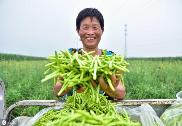 黄花菜田间管理和病虫害防治技术，详细分享种植技术5