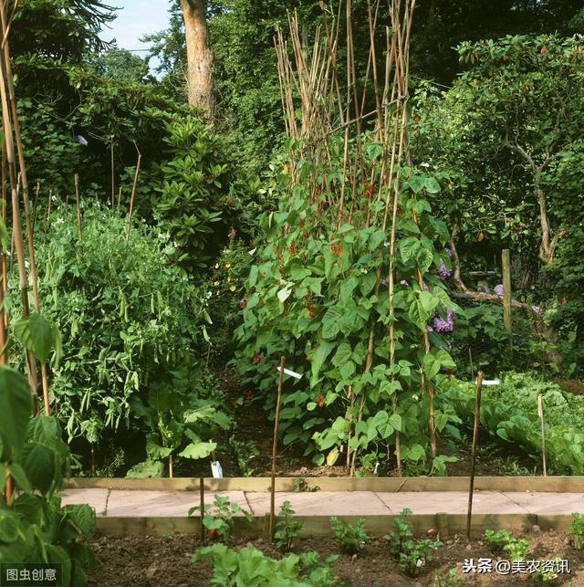 菜豆育苗技术，赶紧看，太实用了6