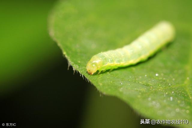 花椰菜常见病虫害的防治技术！5