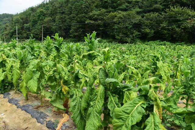 这个畅销50多年的杀菌剂，同时防治细菌、真菌病害，使用需注意5