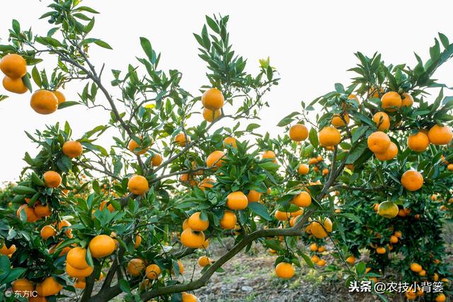 柑橘红蜘蛛危害重、防治难，用好这些方法，春季防治最关键！7