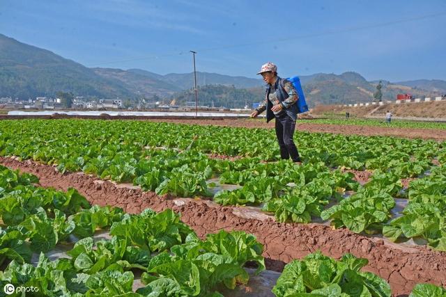 总结：蔬菜种植户该如何辨别，作物的真菌病、细菌病和病毒病害？4