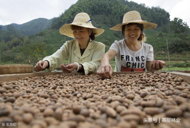 干果香榧的功效与作用 香榧有什么好处？